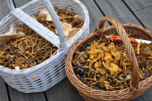 cueillette de champignons